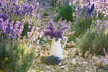 White pot with lavender flowers closeup over rough ground of lavender field. Bush of lavender on a field background.