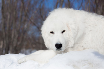 Portrait of lovely maremma sheepdog looking to the camera. Close up of big white fluffy dog lying on the snow on the blue sky background in winter