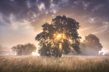 Fototapeta na wymiar Summer morning landscape of large trees on meadow on sunrise with colorful sky and sun rays through branches of tree. Scenery nature on early morning. Natural rural scene outdoor with cloudy sky.