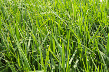 Fototapeta premium Grüne Reissetzlinge auf einem Feld in Vietnam. Bildhintergrund.