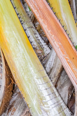 Obraz premium tronc et spathes de palmier 