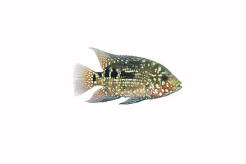 Baby Red Texas Cichlid fish isolated on white