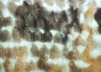 scales fish Texture