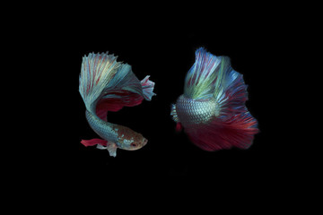 Front and Behind Siam fighting half moon Betta fish