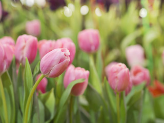 Pink, red and yellow tulips field or garden with green tulips leaves in Spring natural garden for nature and Spring concept