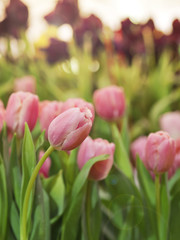 Beautiful pink tulips fields with sunset background for spring, nature, Europe concept in vertical view 
