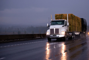 Powerful day cab big rig semi truck transporting pressed hay on flat bed trailer driving on evening wet road in rainy weather © vit