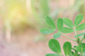 Growing peanuts on a plantation outdoor.