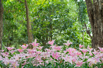 pink flower in the garden.