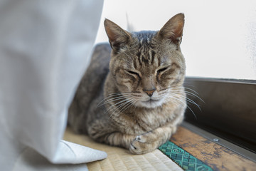 猫　カーテン裏　日光浴