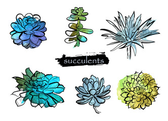 Set with beautiful watercolor succulents on white background