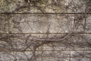 枯れた蔦の這っている壁