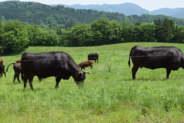 牛の放牧