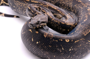 Boa constrictor imperator IMG