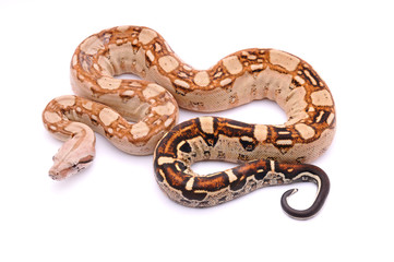 Naklejka premium Boa constrictor imperator aztec