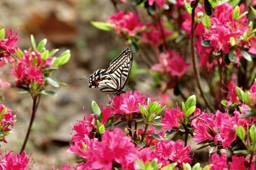 ツツジの花とアゲハチョウ