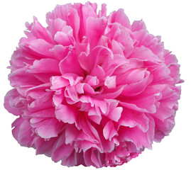 beautiful pink peony flower closeup isolated on a white background