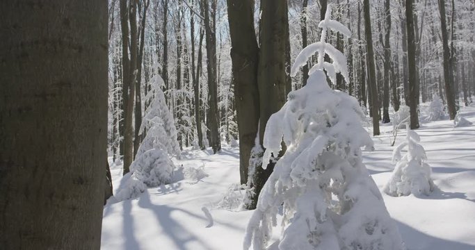 Sunny day in winter forrest, beech wood, 4k