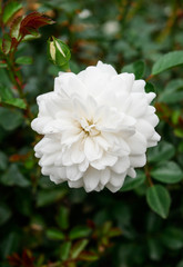 A gorgeous white camelia blooming in the garden