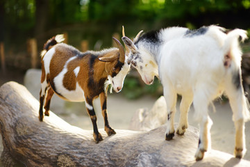 Two goats butting on a log on beautiful sunny summer day