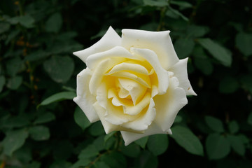 A beautiful white rose in bloom