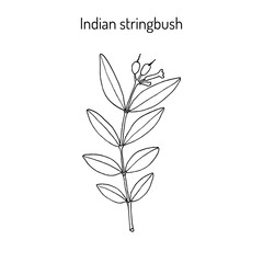 Indian stringbush Wikstroemia indica , medicinal plant