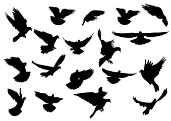 Flying birds silhouettes on white background. Vector illustration
