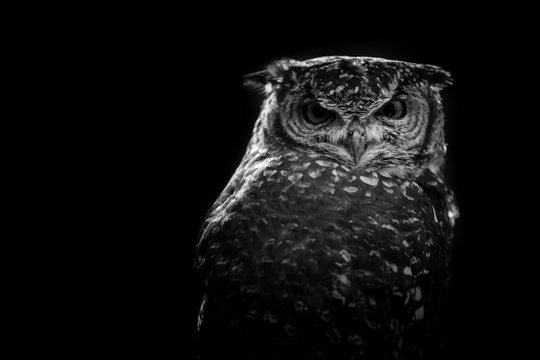 african owl - black and white image