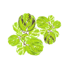 Trees top view for landscape vector illustration.