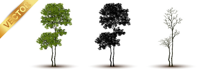 Fototapeta premium Beautiful tree Realistic on a white background.