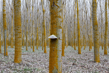 Bosque de chopos y hongo yesquero. Populus canadensis. Fomes fomentarius. Chopera. Alameda.