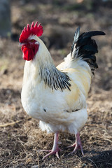 gockel