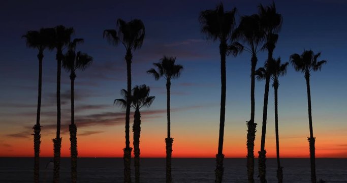 Silhouette of palm trees after susnset