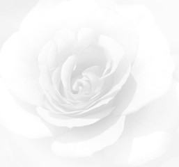 Soft focus white rose  background. Defocused blur rose petals, abstract romance background.