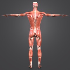 Obraz premium Human Muscular Anatomy Posterior view