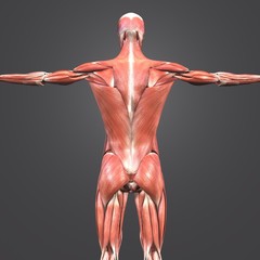 Human Muscular Anatomy Posterior view