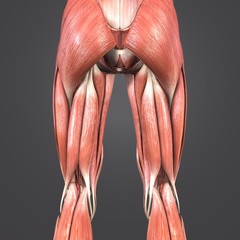 _Muscles of Leg Posterior view