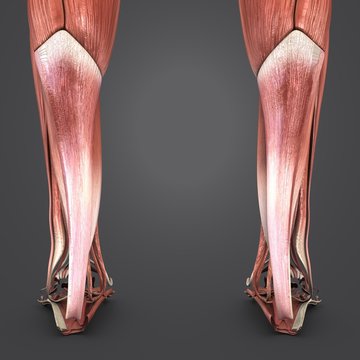  Lower Limbs Posterior view