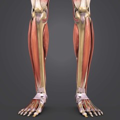 Leg Muscles with bones