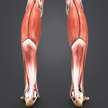 Muscles of Leg with Skeleton Posterior view