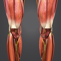 eg Muscles with Nerves
