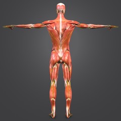 Obraz premium Human Muscular Anatomy with nerves Posterior view