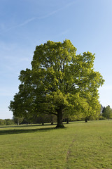 Eiche im Frühling