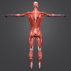 Human Muscular Anatomy with Veins Posterior vie