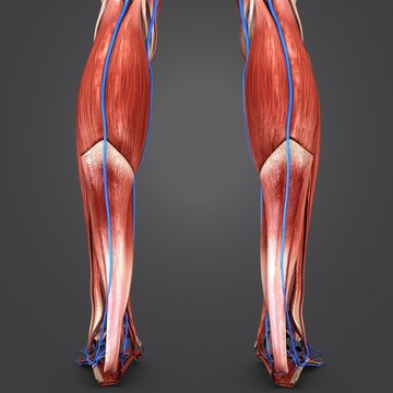 Muscles of Leg with Veins Posterior view