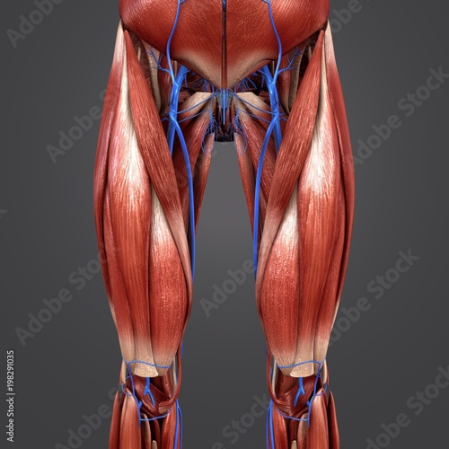 muscles and veins muscles and veins