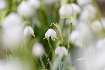 Der Frühling kommt