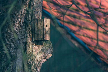 Birdhouse lit by dappled sunlight in tree near old barn.