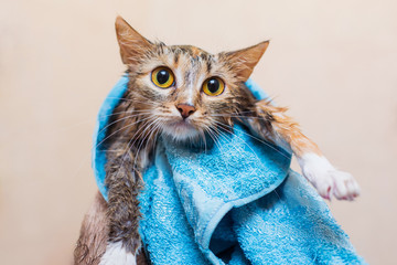 A cat after bathing in a towel