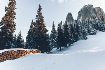 Mountain landsacape with wooden logs